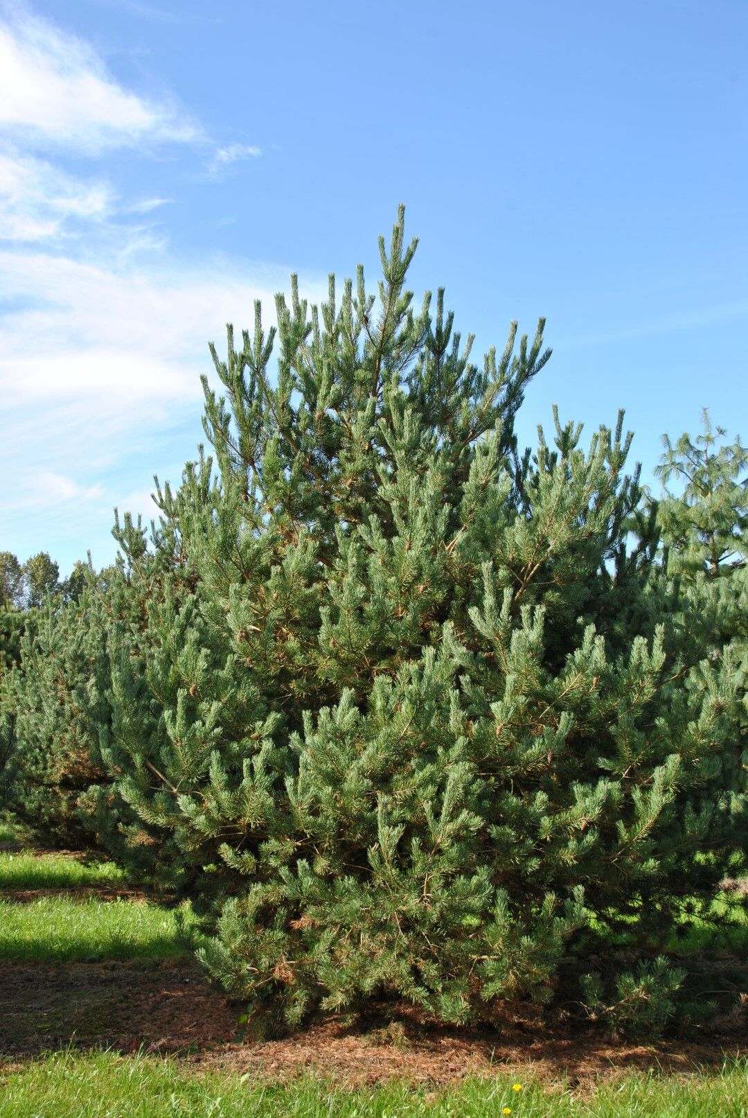 Сосна обыкновенная Норвежский Тип (Pinus sylvestris Norske Typ) 15л 100см