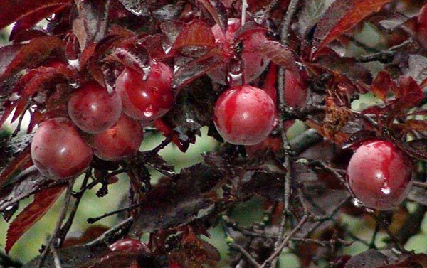 Алыча / Русская Слива Алые Паруса (Prunus × rossica) 10л 160см 2