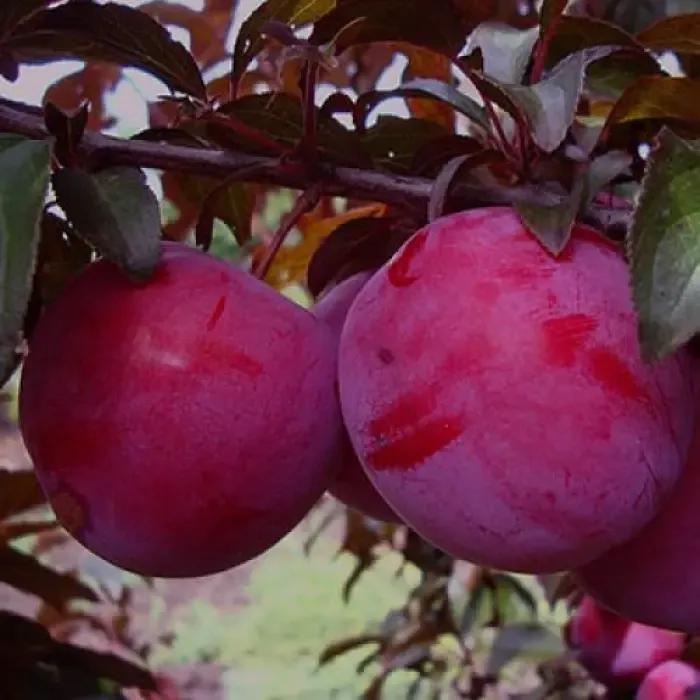 Алыча / Русская Слива Алые Паруса (Prunus × rossica) 10л 160см 3