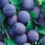 Слива домашняя Яичная синяя (Prunus domestica Yaichnaya Sinyaya) 10л 160см #2