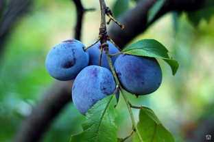 Слива домашняя Яичная синяя (Prunus domestica Yaichnaya Sinyaya) 10л 160см #1