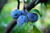 Слива домашняя Яичная синяя (Prunus domestica Yaichnaya Sinyaya) 10л 160см #1