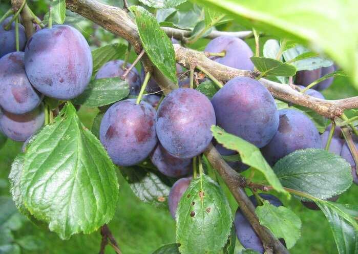 Слива домашняя Яичная синяя (Prunus domestica Yaichnaya Sinyaya) 10л 160см 3