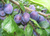 Слива домашняя Яичная синяя (Prunus domestica Yaichnaya Sinyaya) 10л 160см #3