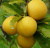 Алыча / Русская Слива Подарок Санкт-Петербургу (Prunus × rossica BR) 10л 160-190 см #1