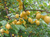 Алыча / Русская Слива Подарок Санкт-Петербургу (Prunus × rossica BR) 10л 160-190 см #3