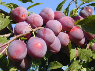 Алыча / Русская Слива Кубанская Комета (Prunus × rossica) 10л 160-180см #1