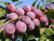 Алыча / Русская Слива Кубанская Комета (Prunus × rossica) 10л 160-180см #1