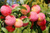 Алыча / Русская Слива Кубанская Комета (Prunus × rossica) 10л 160-180см #3